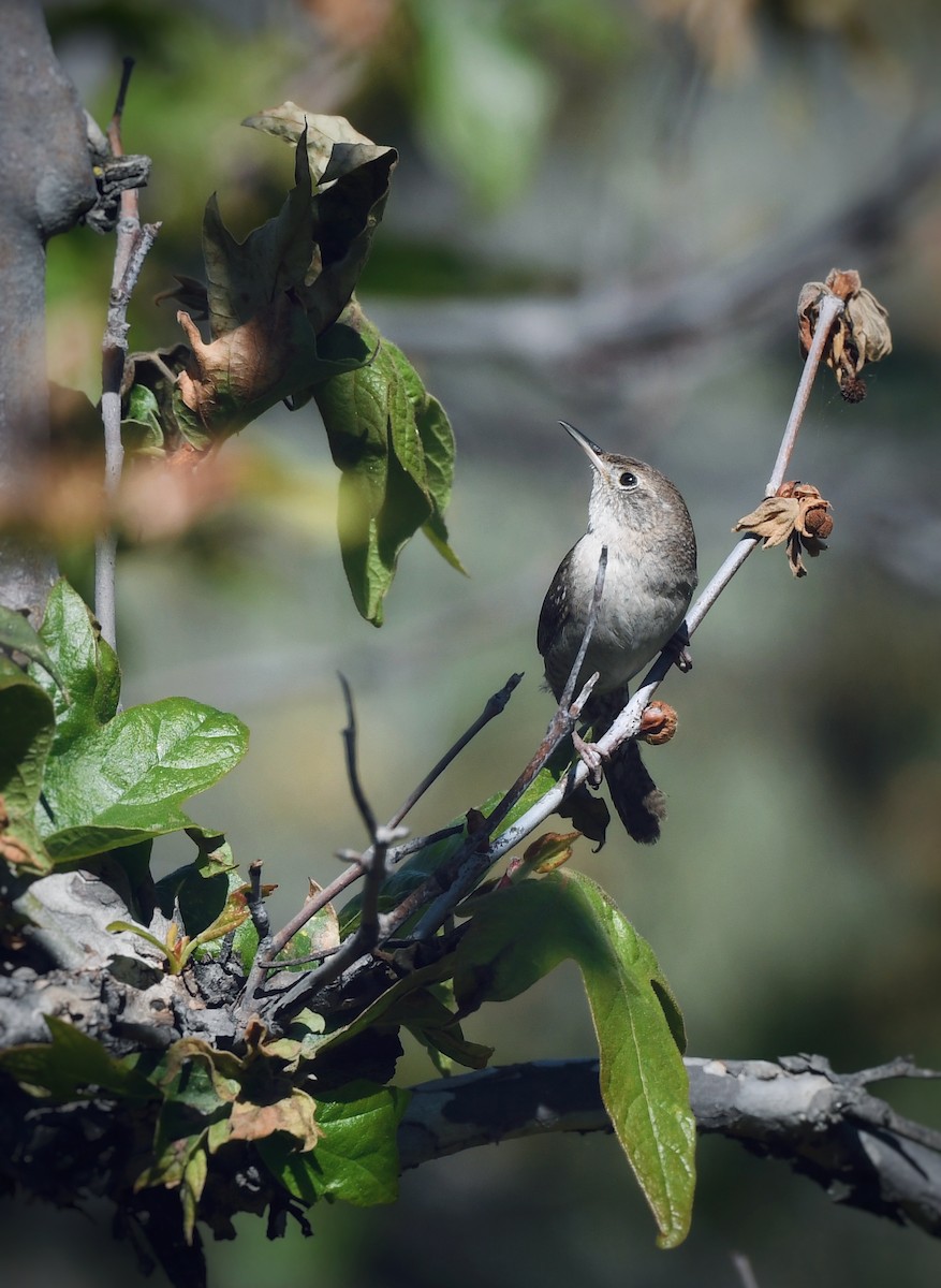 Northern House Wren - ML617755110