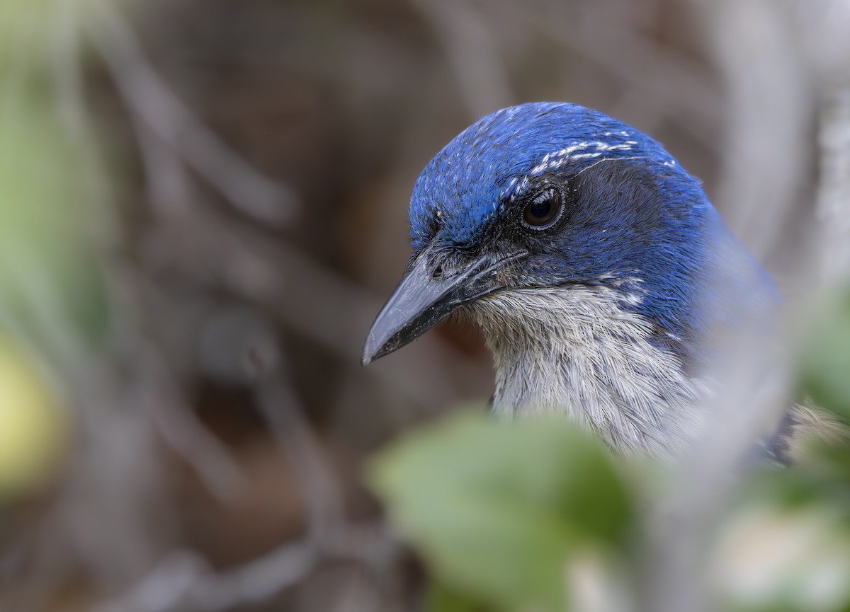 Island Scrub-Jay - ML617755128