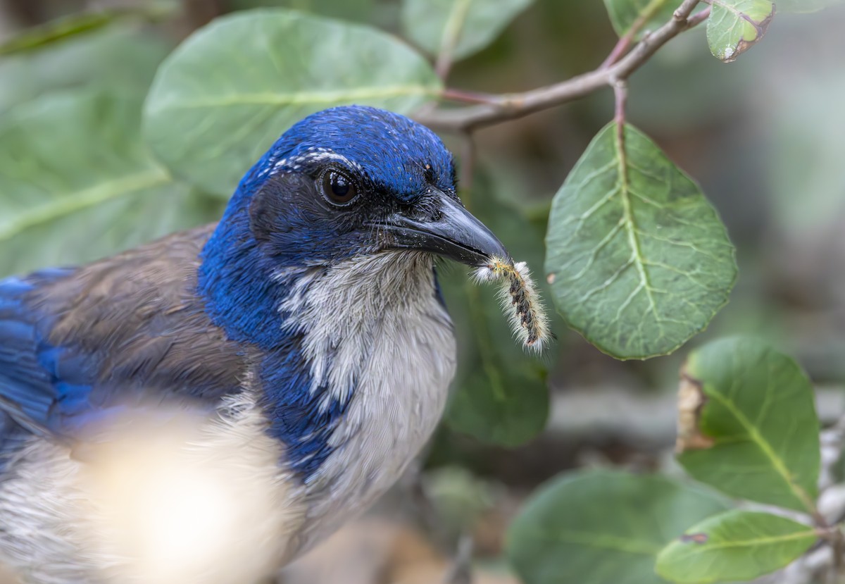 Island Scrub-Jay - ML617755133