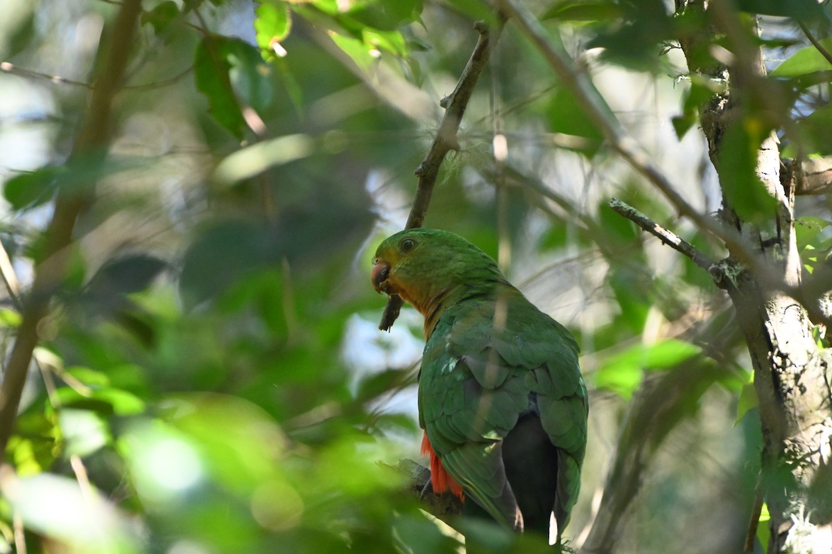 キンショウジョウインコ - ML617755146