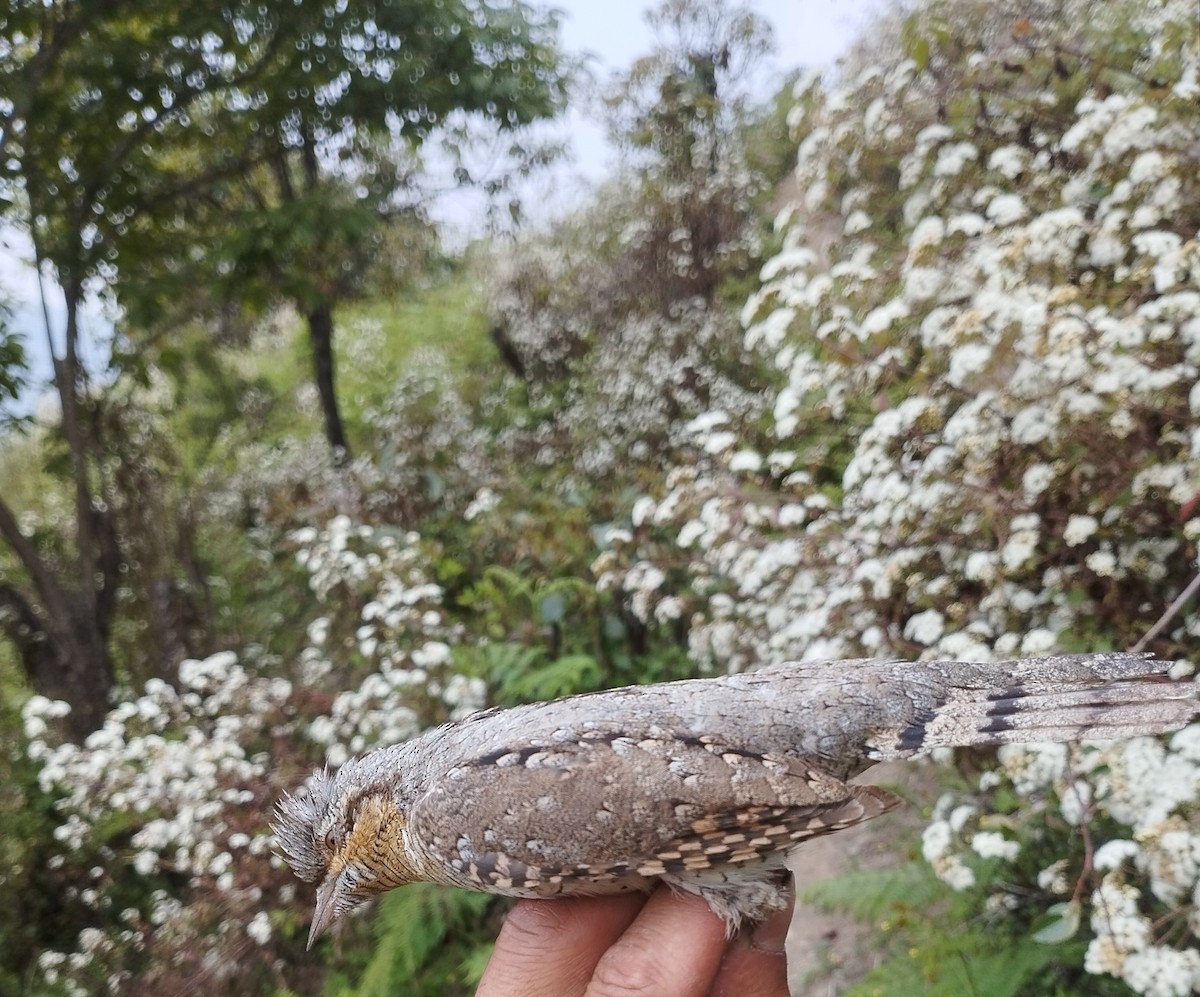 Eurasian Wryneck - Risthong Yimchunger