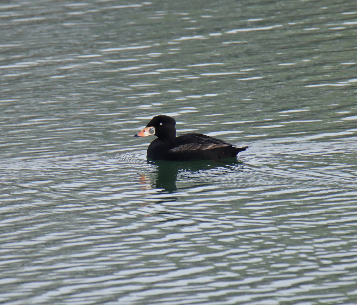 Surf Scoter - ML617755155