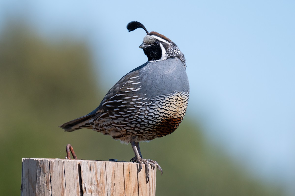 California Quail - Isaac Boardman