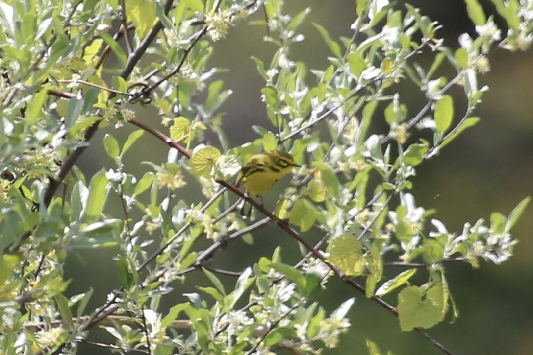 Prairie Warbler - Emma Herald and Haley Boone