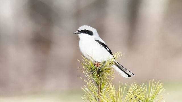 Loggerhead Shrike - ML617755214