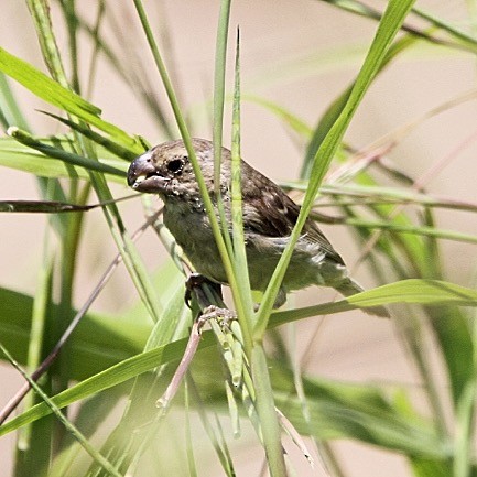 Parrot-billed Seedeater - Oscar  Diaz