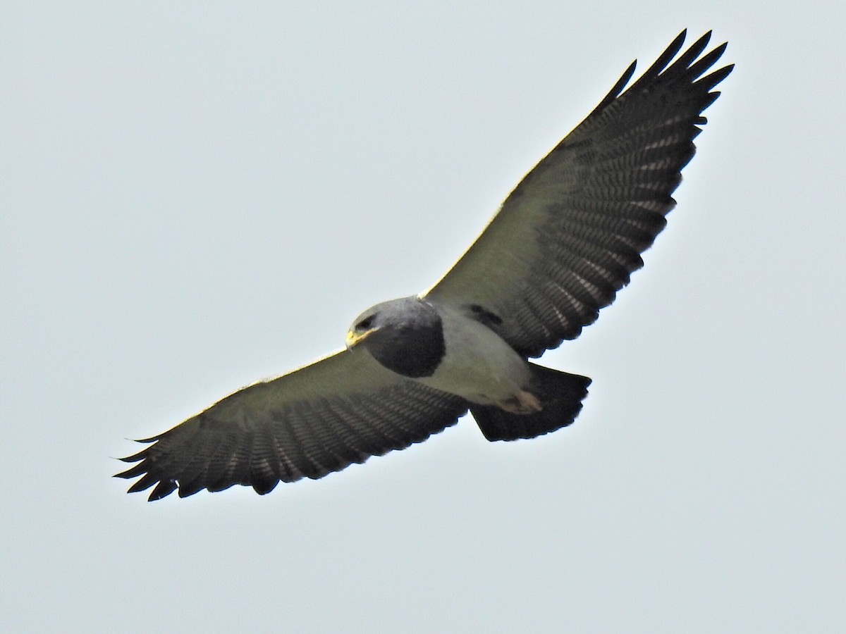 Black-chested Buzzard-Eagle - Justin Harris