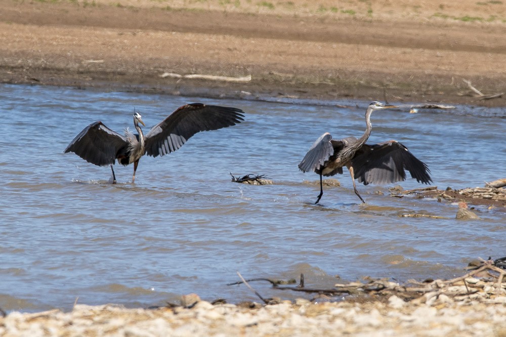 Great Blue Heron - ML617755266