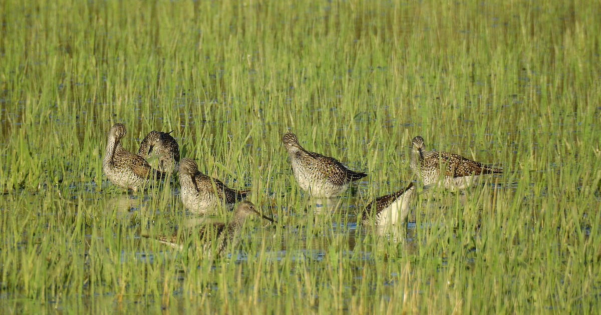 Greater Yellowlegs - Bob Curry