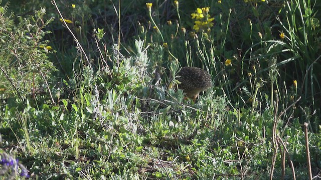 Curve-billed Tinamou - ML617755280