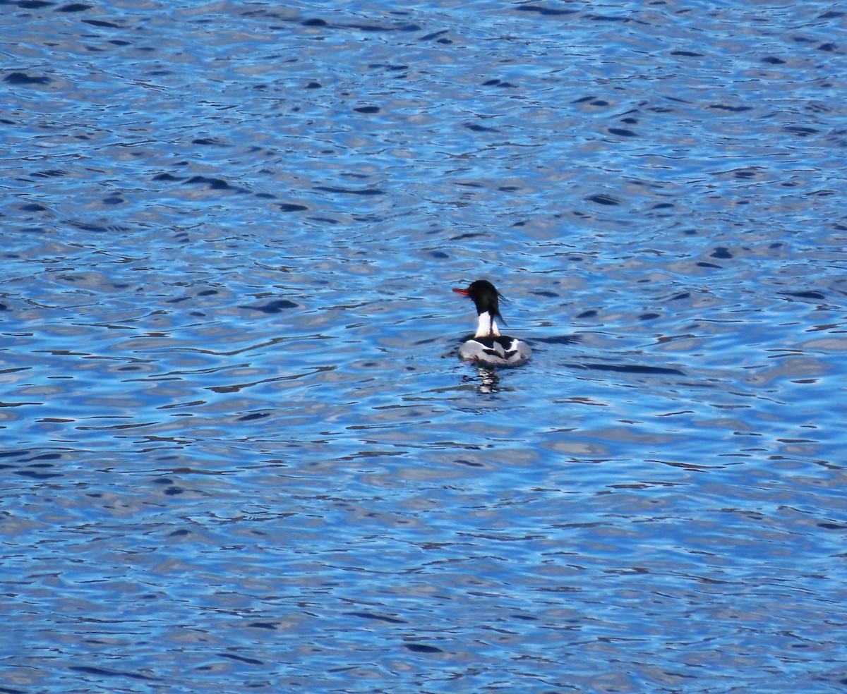 Red-breasted Merganser - ML617755290