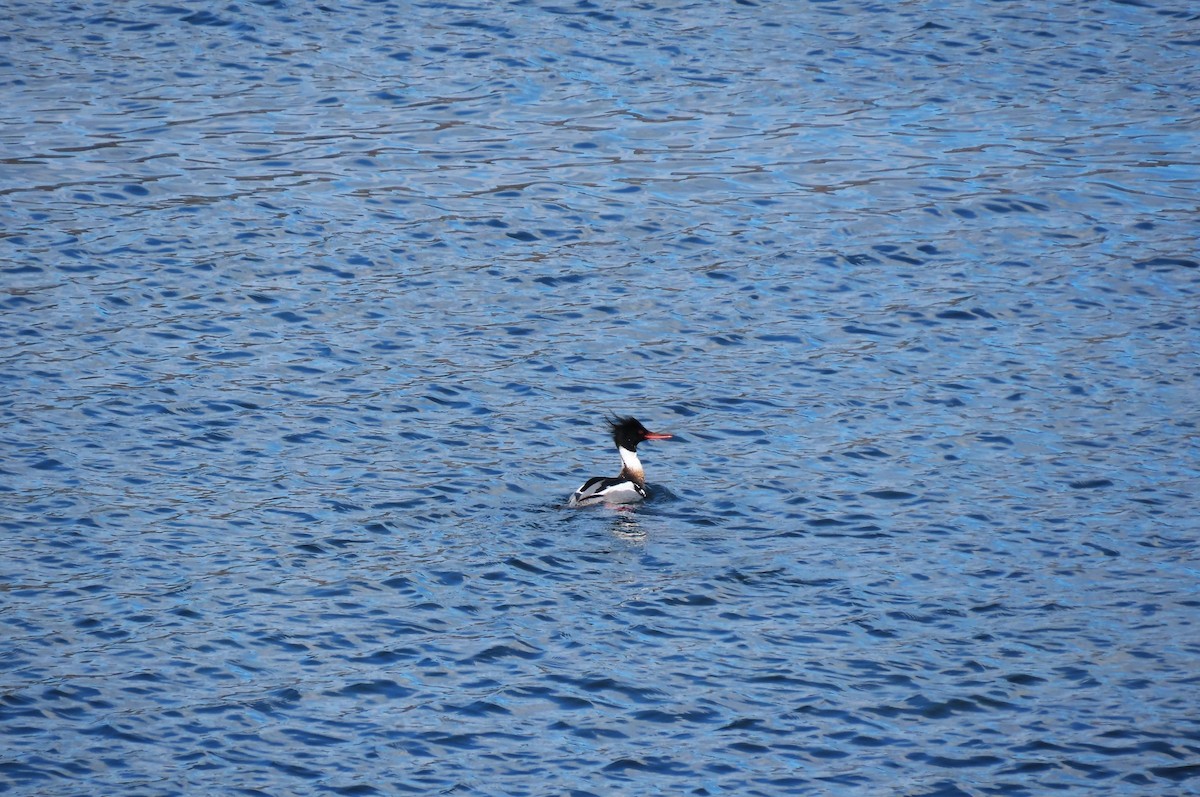 Red-breasted Merganser - ML617755291