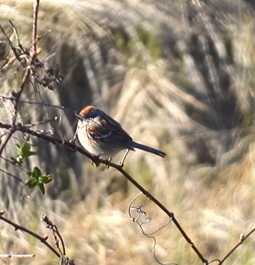 Chipping Sparrow - ML617755292