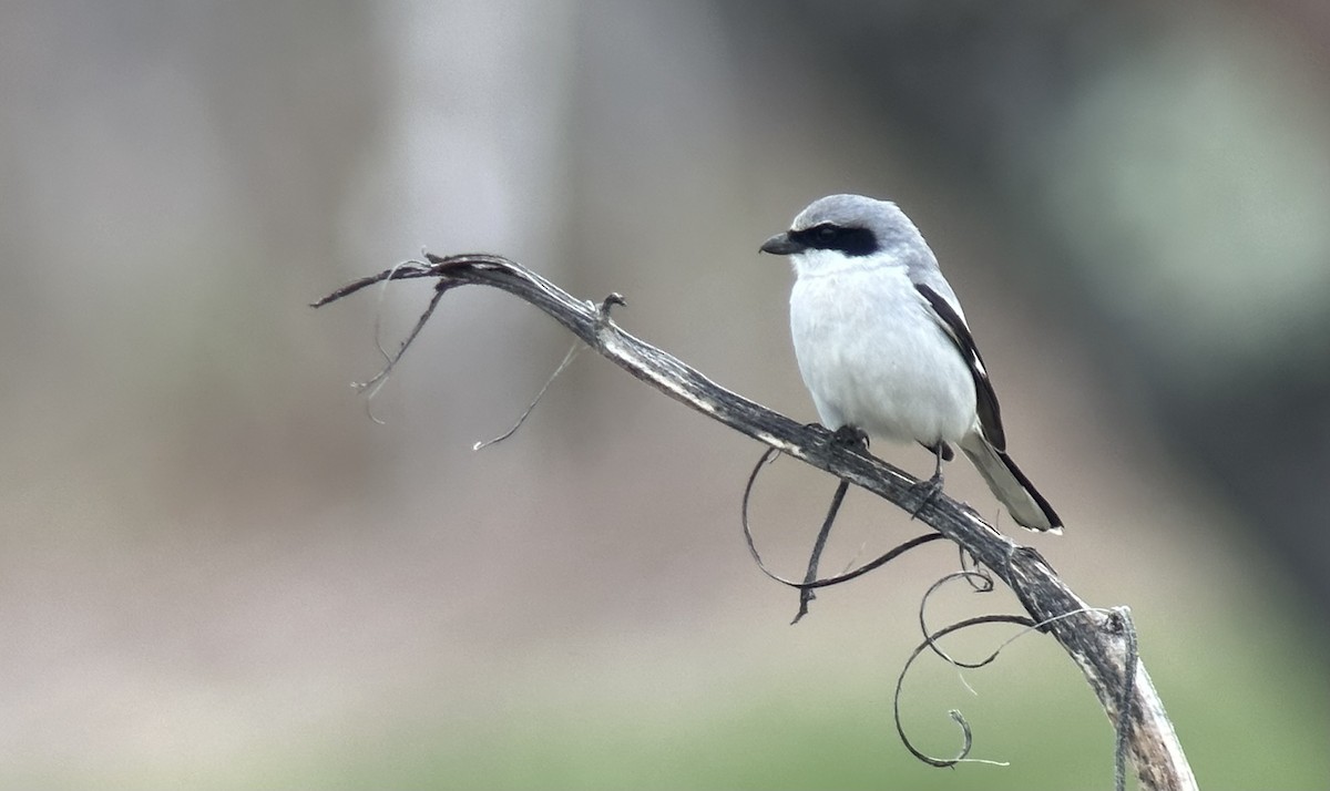 Loggerhead Shrike - Doug Hitchcox