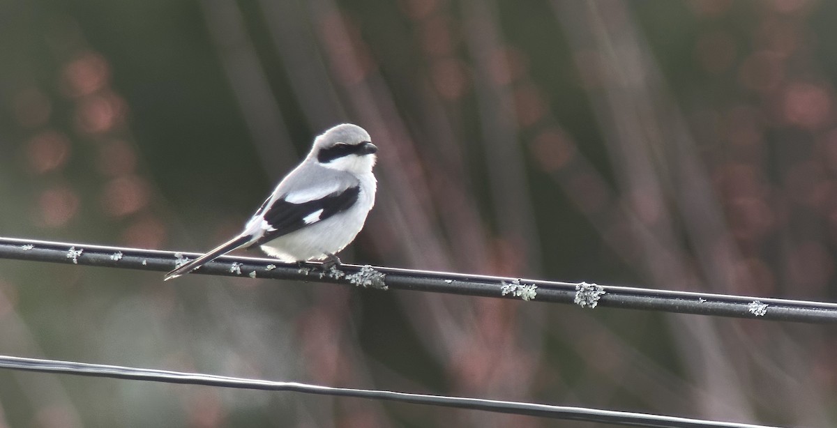 Loggerhead Shrike - ML617755303