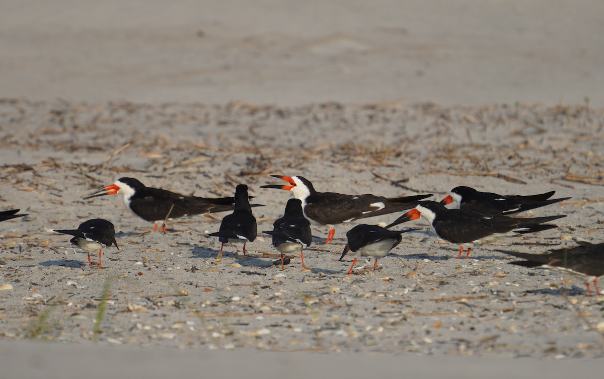 Black Skimmer - ML617755312