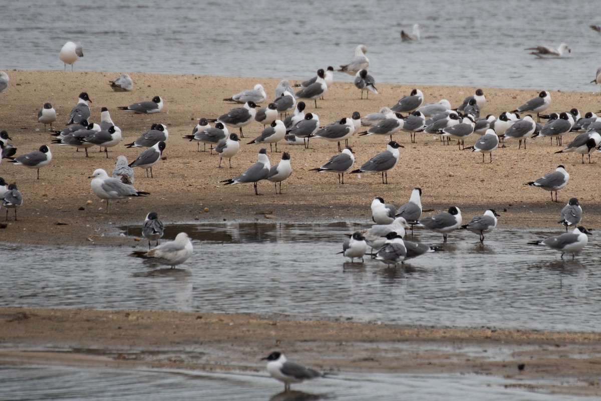 Mouette atricille - ML617755324