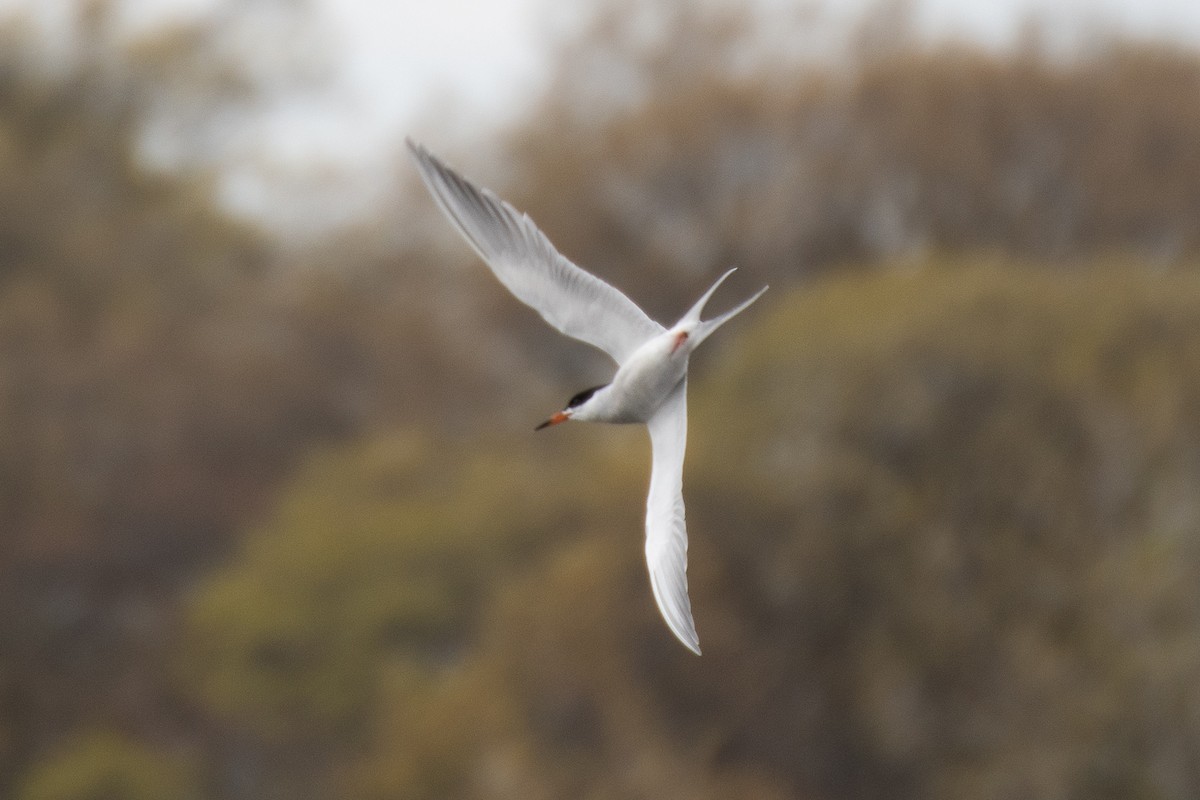 Forster's Tern - ML617755335