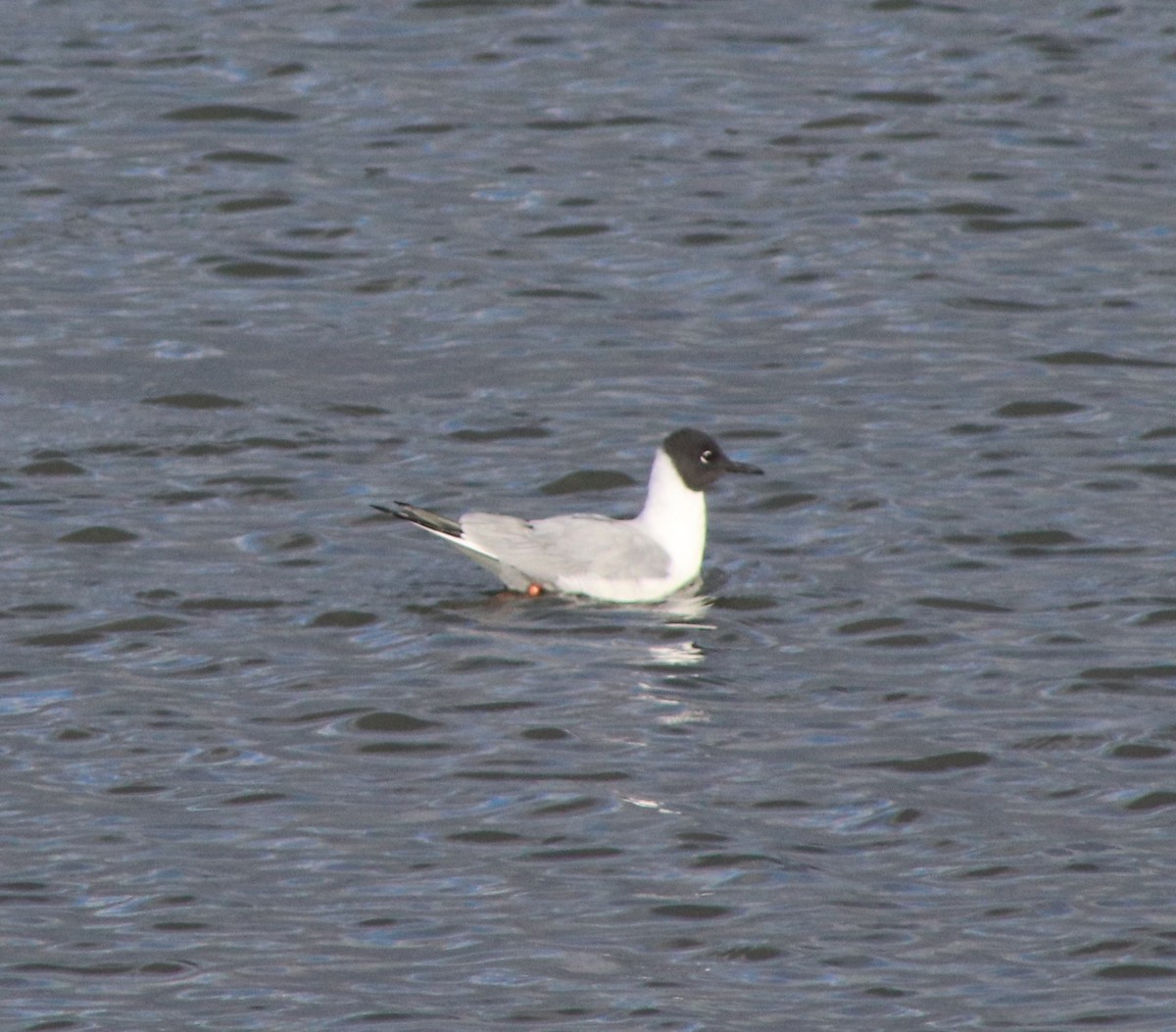 Bonaparte's Gull - ML617755336