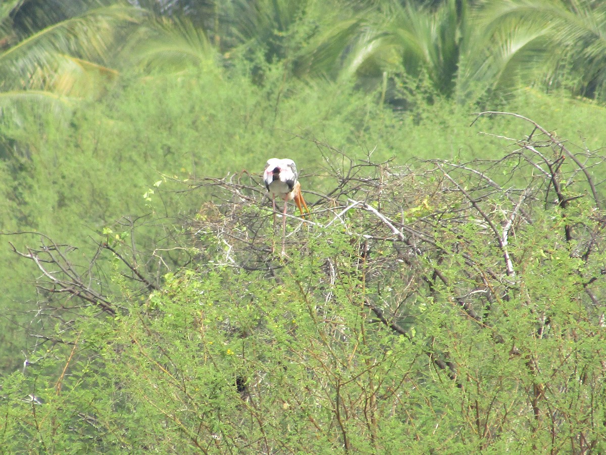 Painted Stork - vaazhaikumar kumar