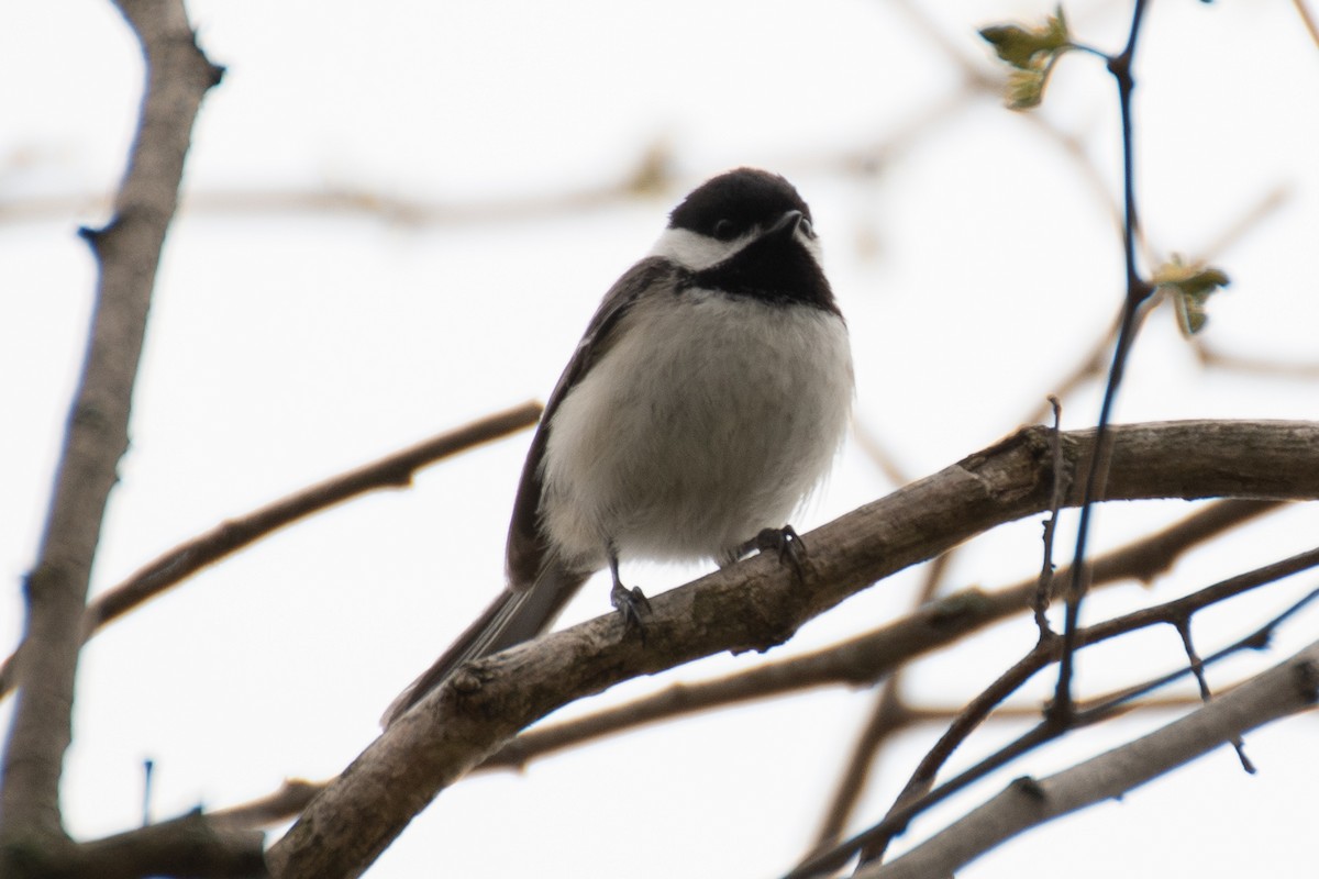 Mésange à tête noire - ML617755391