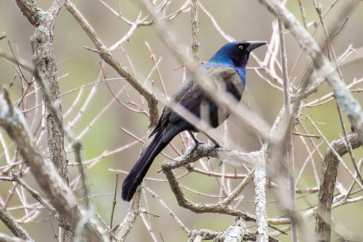 Common Grackle - ML617755421