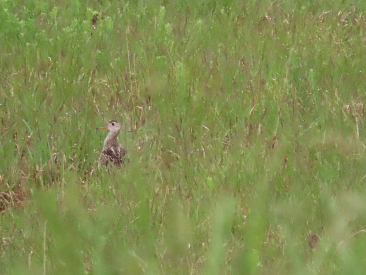 Upland Sandpiper - Michael Robertson