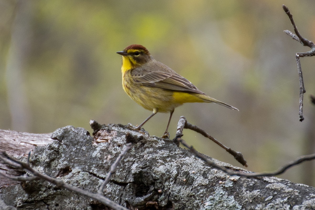 Palm Warbler - Rie & Matt