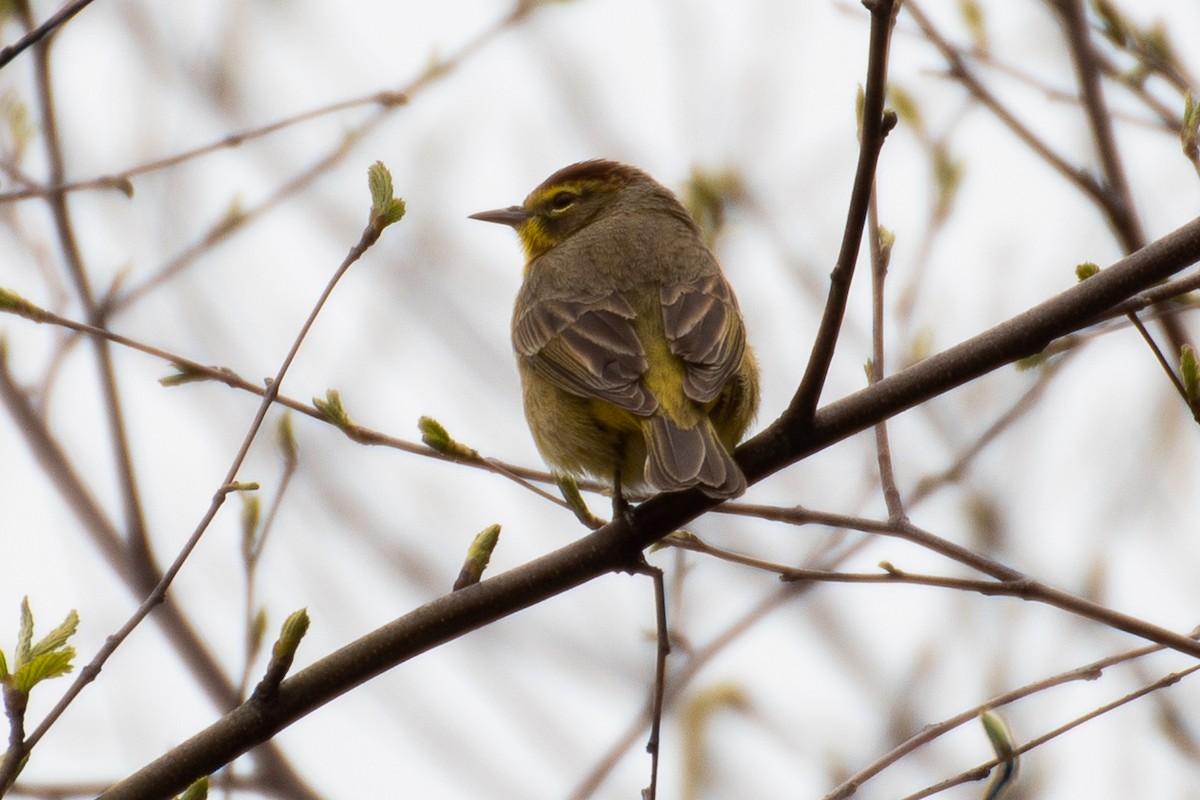 Palm Warbler - ML617755502