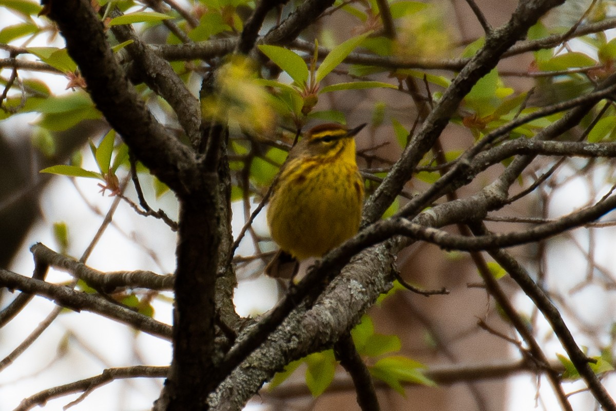 Paruline à couronne rousse - ML617755503