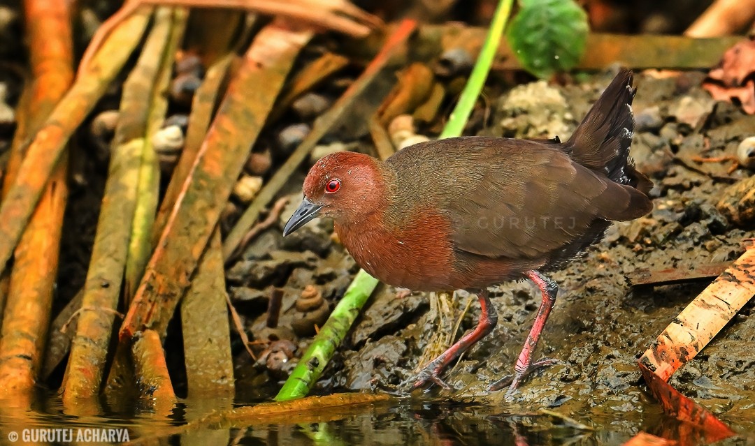 Ruddy-breasted Crake - ML617755527
