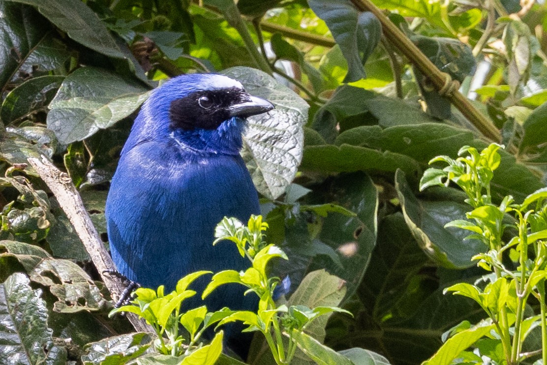 White-collared Jay - ML617755544