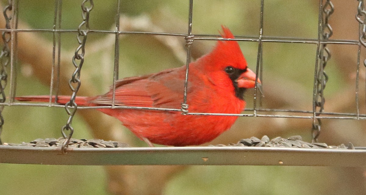 Northern Cardinal - ML617755560