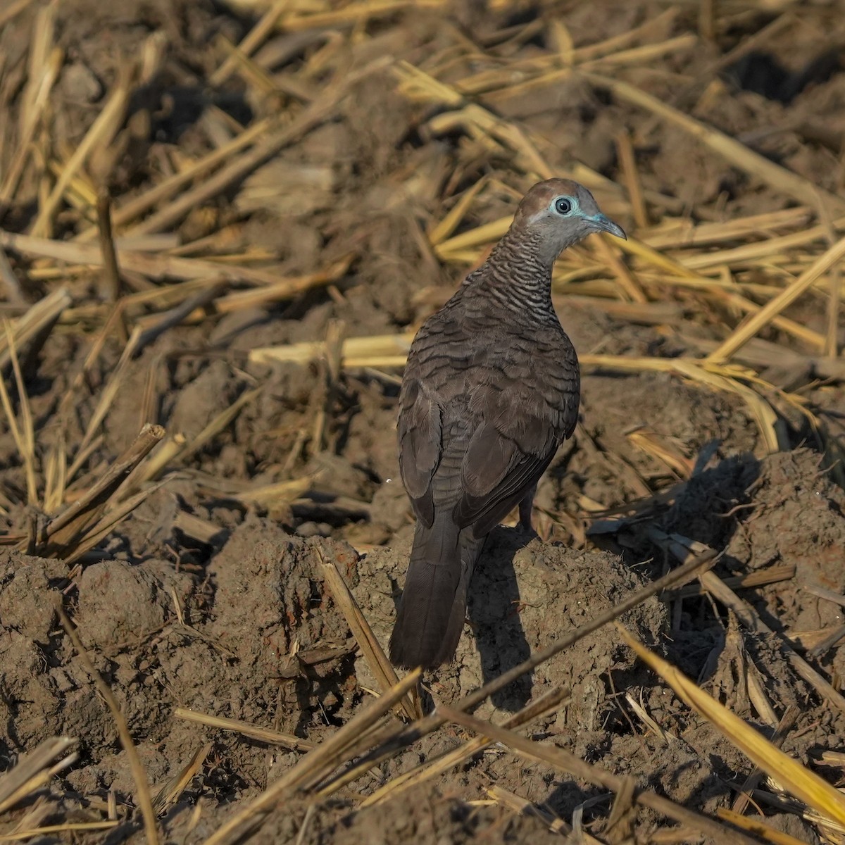 Zebra Dove - ML617755579