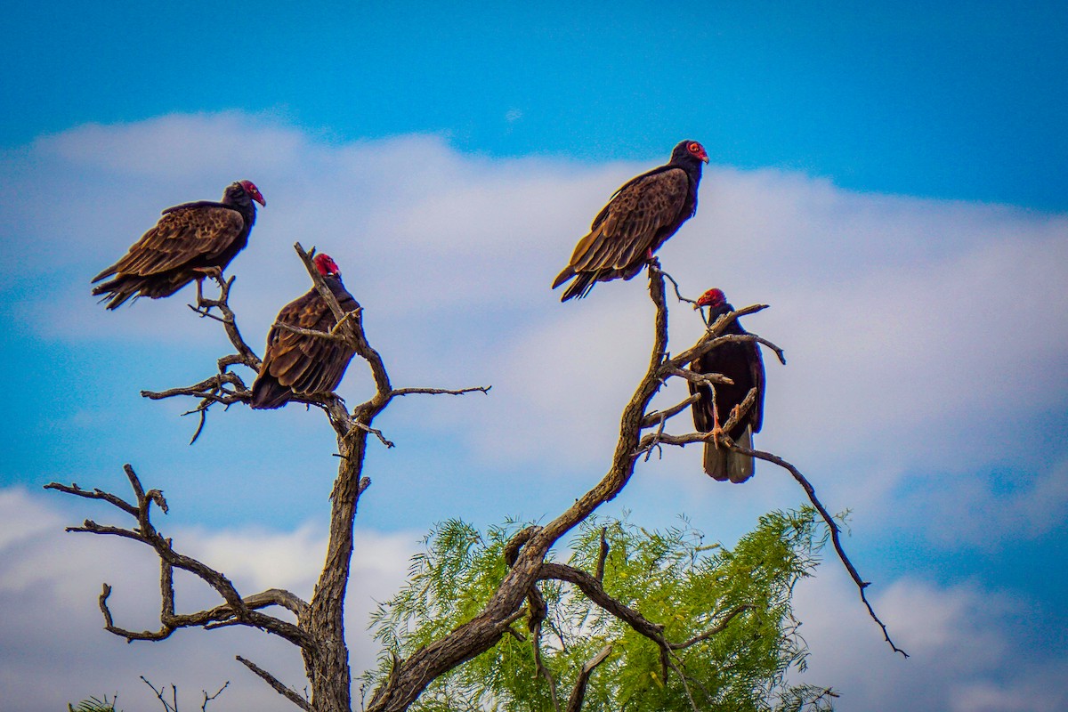 Turkey Vulture - Joshua Elrod