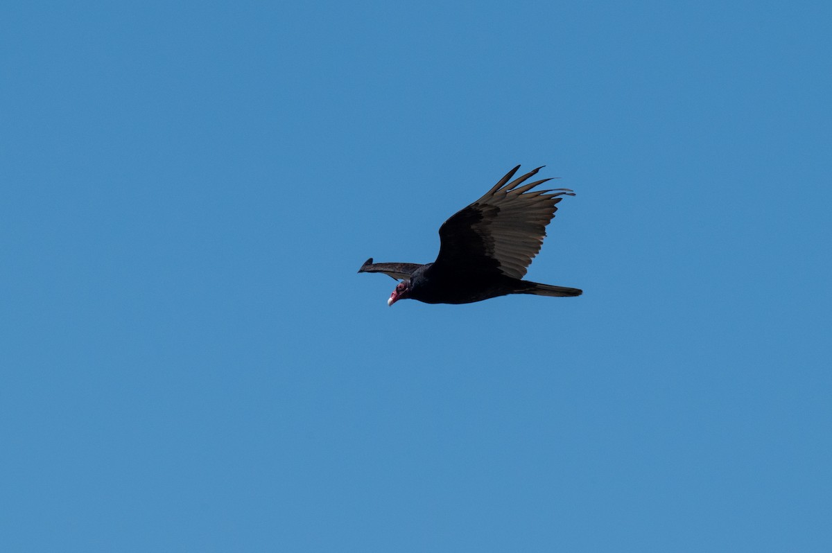 Turkey Vulture - ML617755630