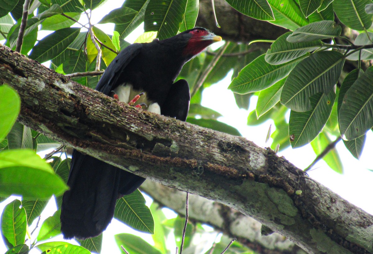 Red-throated Caracara - ML617755645