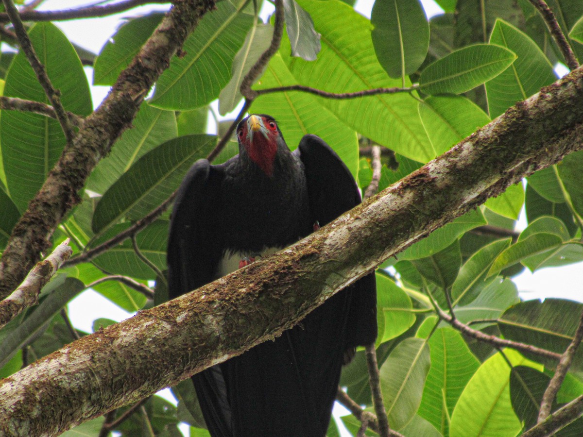Red-throated Caracara - ML617755652