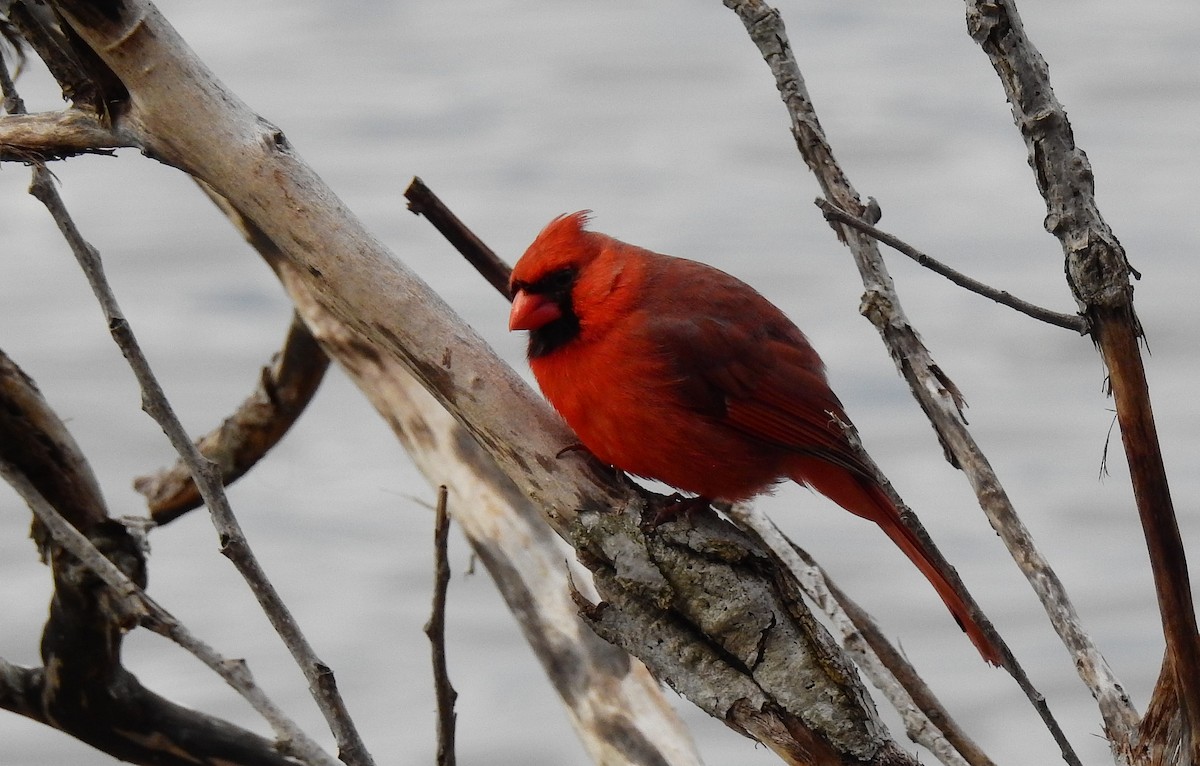 Northern Cardinal - Bob Curry