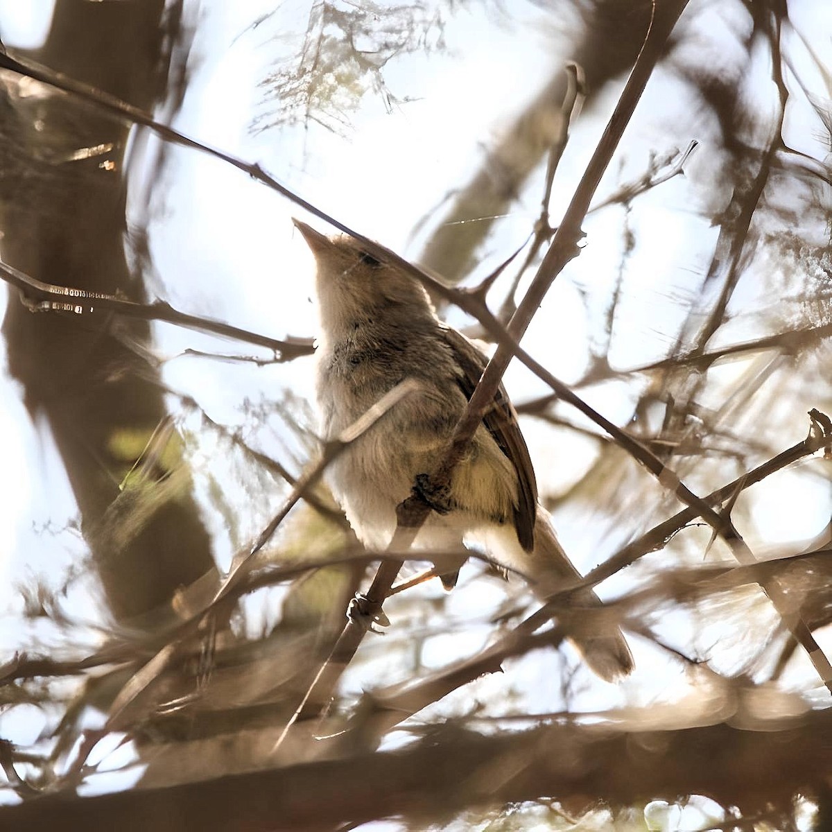 Fulvous-faced Scrub-Tyrant - ML617755689