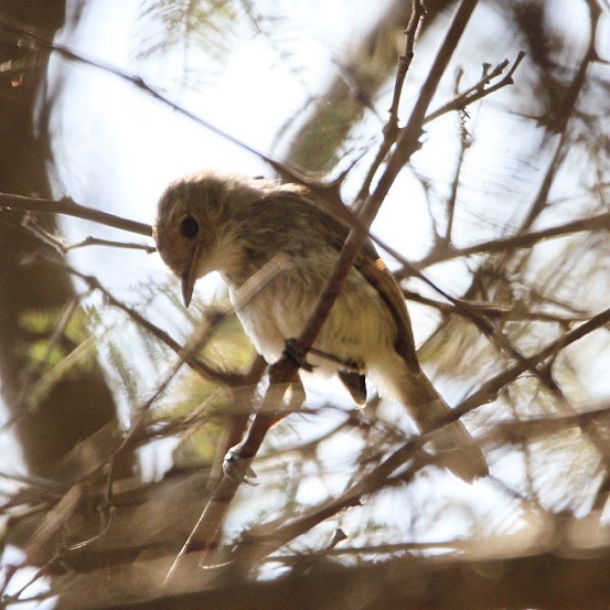 Fulvous-faced Scrub-Tyrant - ML617755691