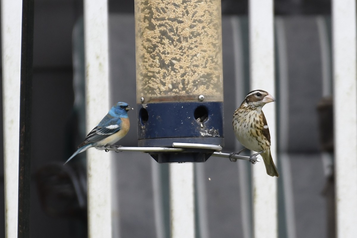 Lazuli Bunting - Tim Healy