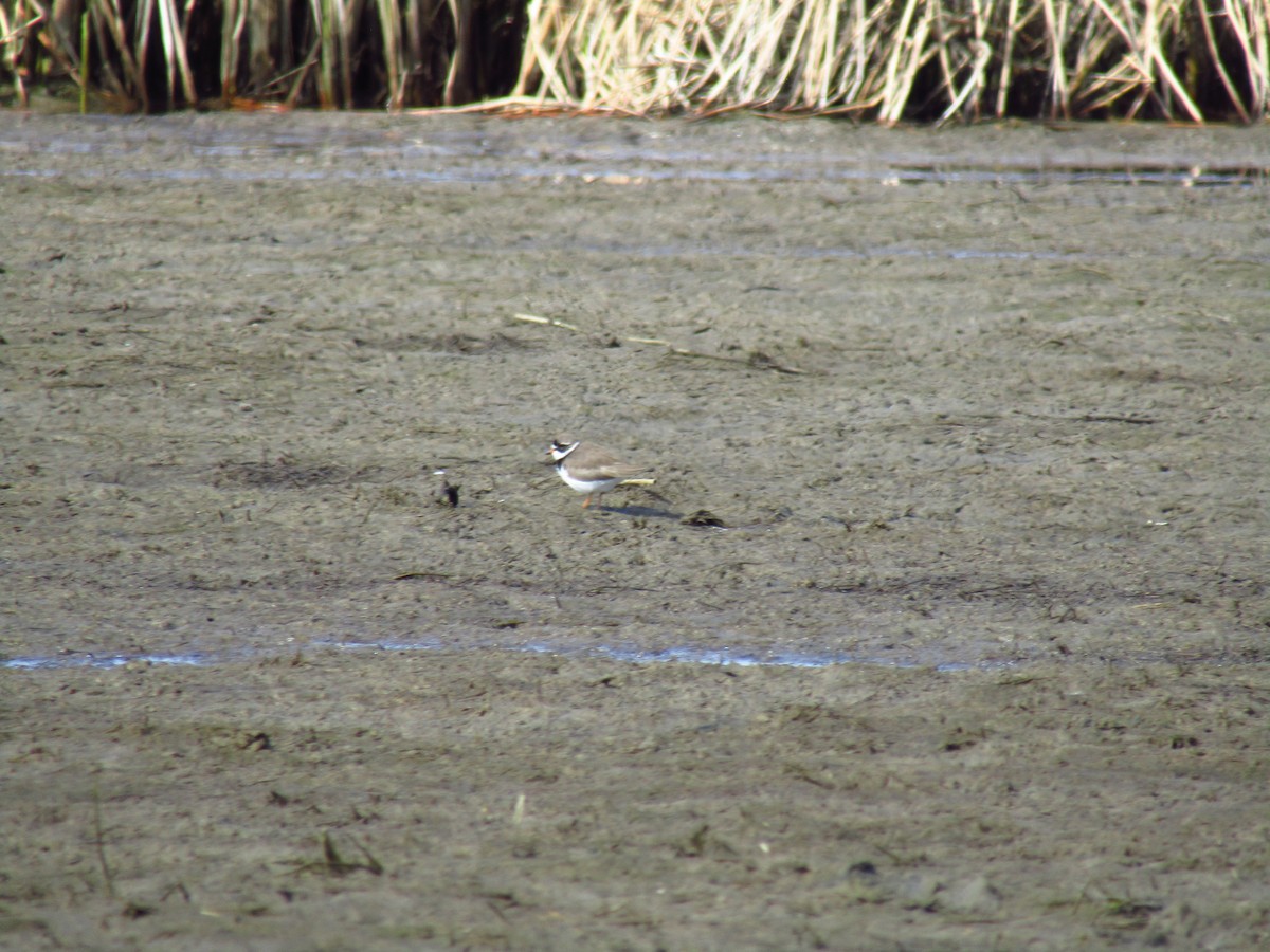 Semipalmated Plover - ML617755741