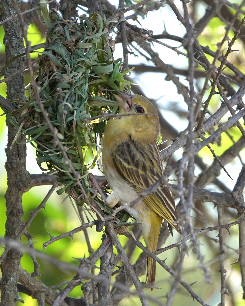 Vitelline Masked-Weaver - ML617755753