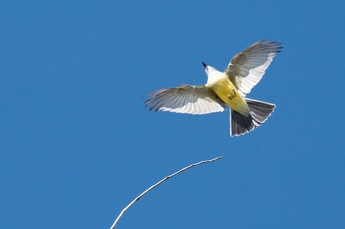 Western Kingbird - ML617755778