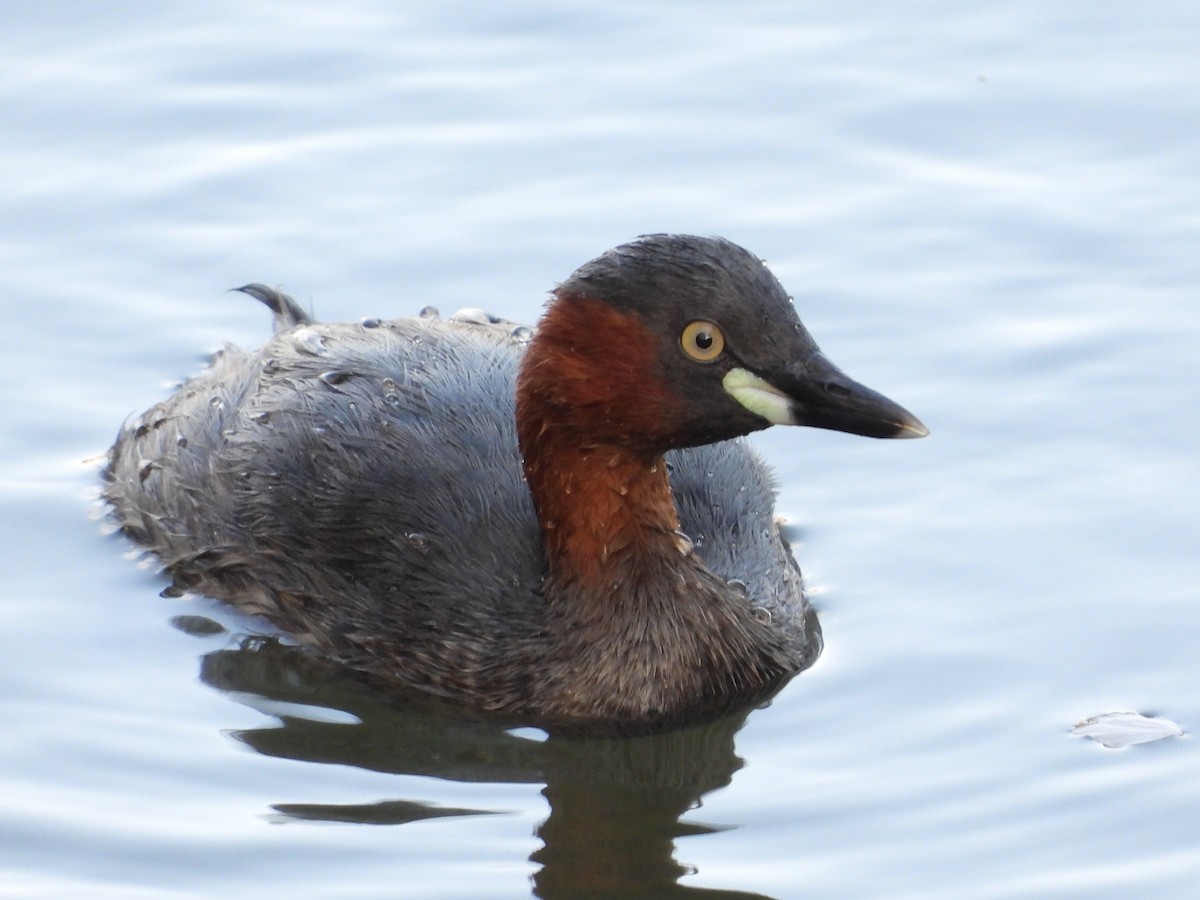 Little Grebe - ML617755802