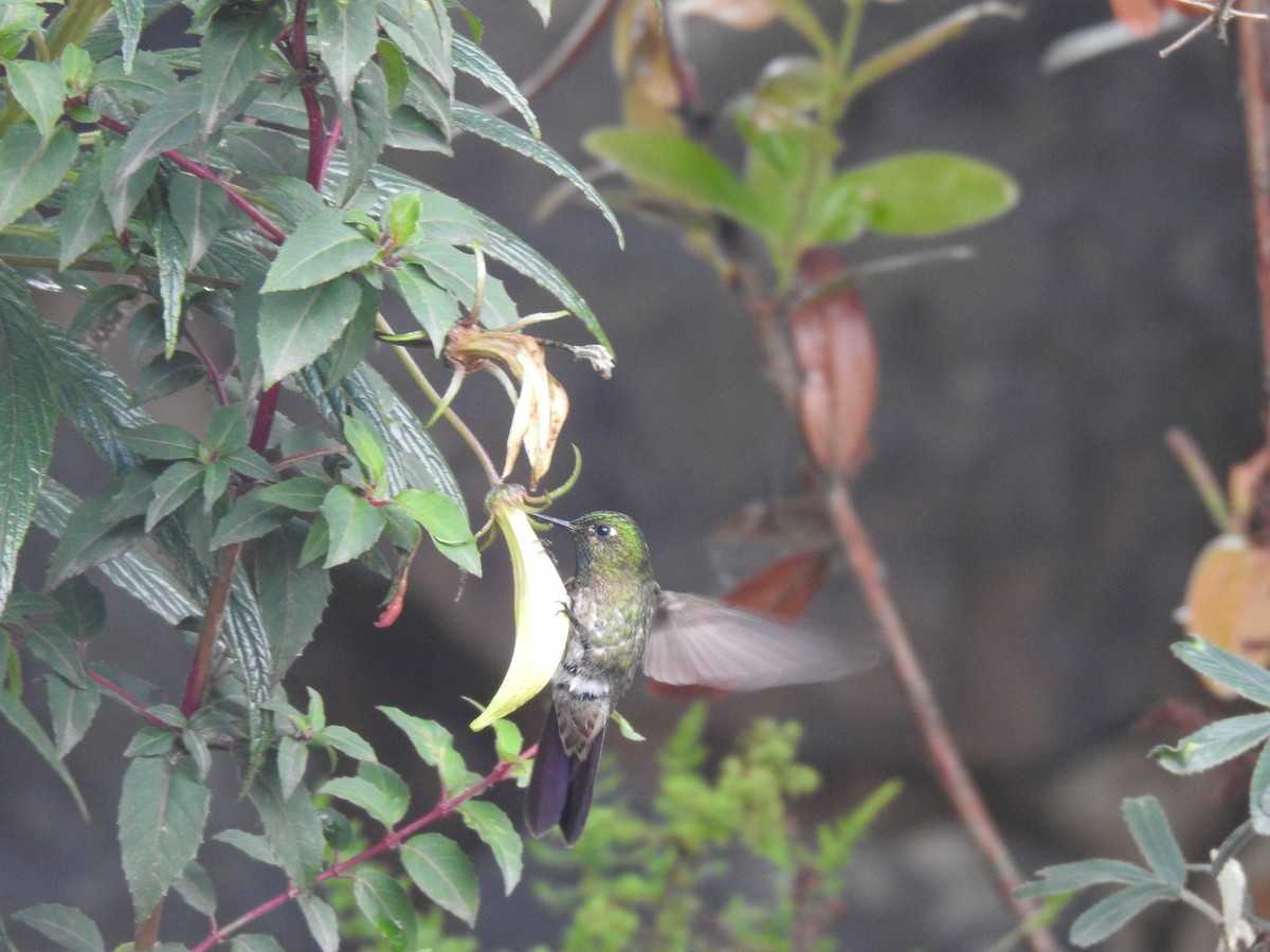 kolibřík dřišťálový - ML617755807