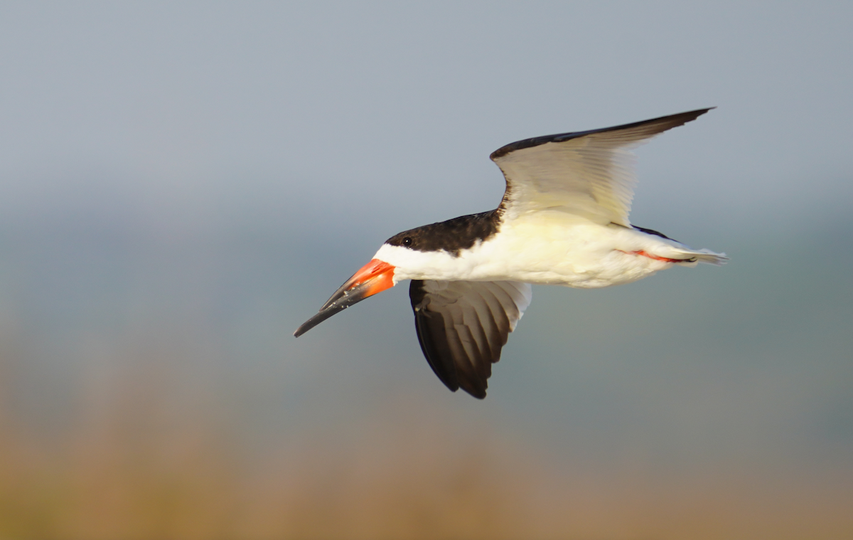 Black Skimmer - ML617755815