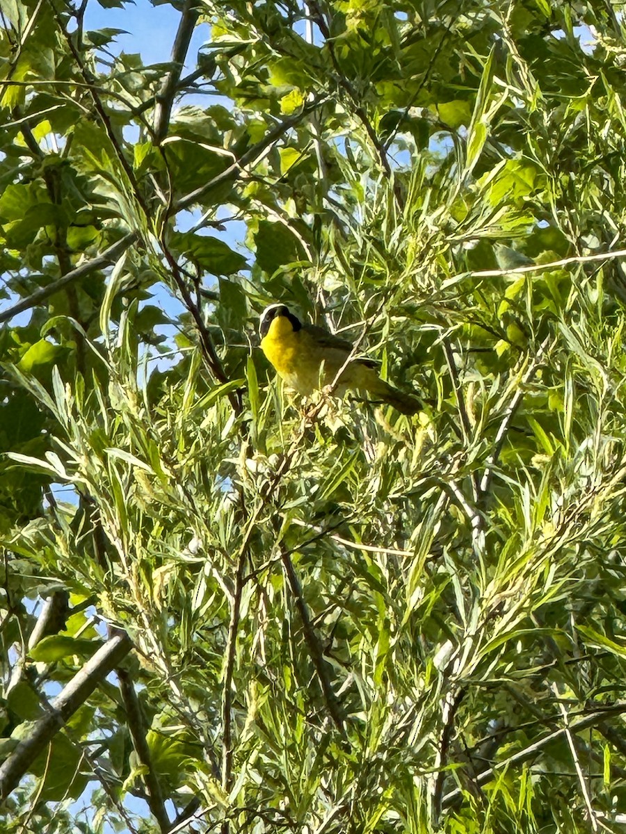 Common Yellowthroat - ML617755835