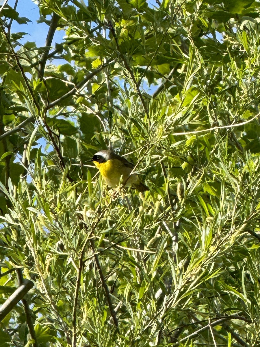 Common Yellowthroat - ML617755836